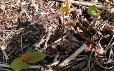 Fallopia japonica