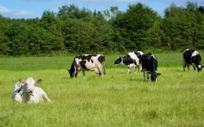 Réchauffement climatique. Rôle de l’élevage